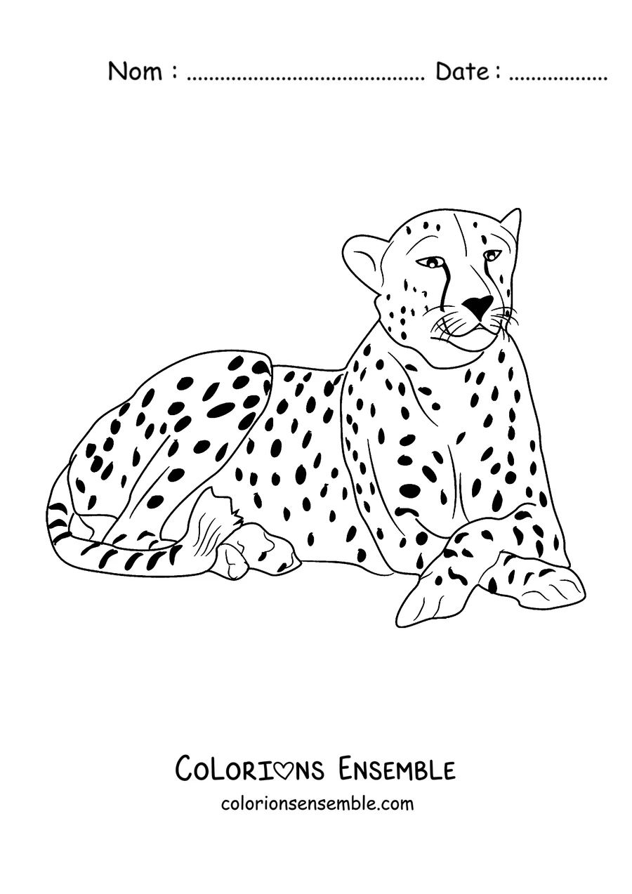 Coloriage d'un guépard allongé en train de se reposer