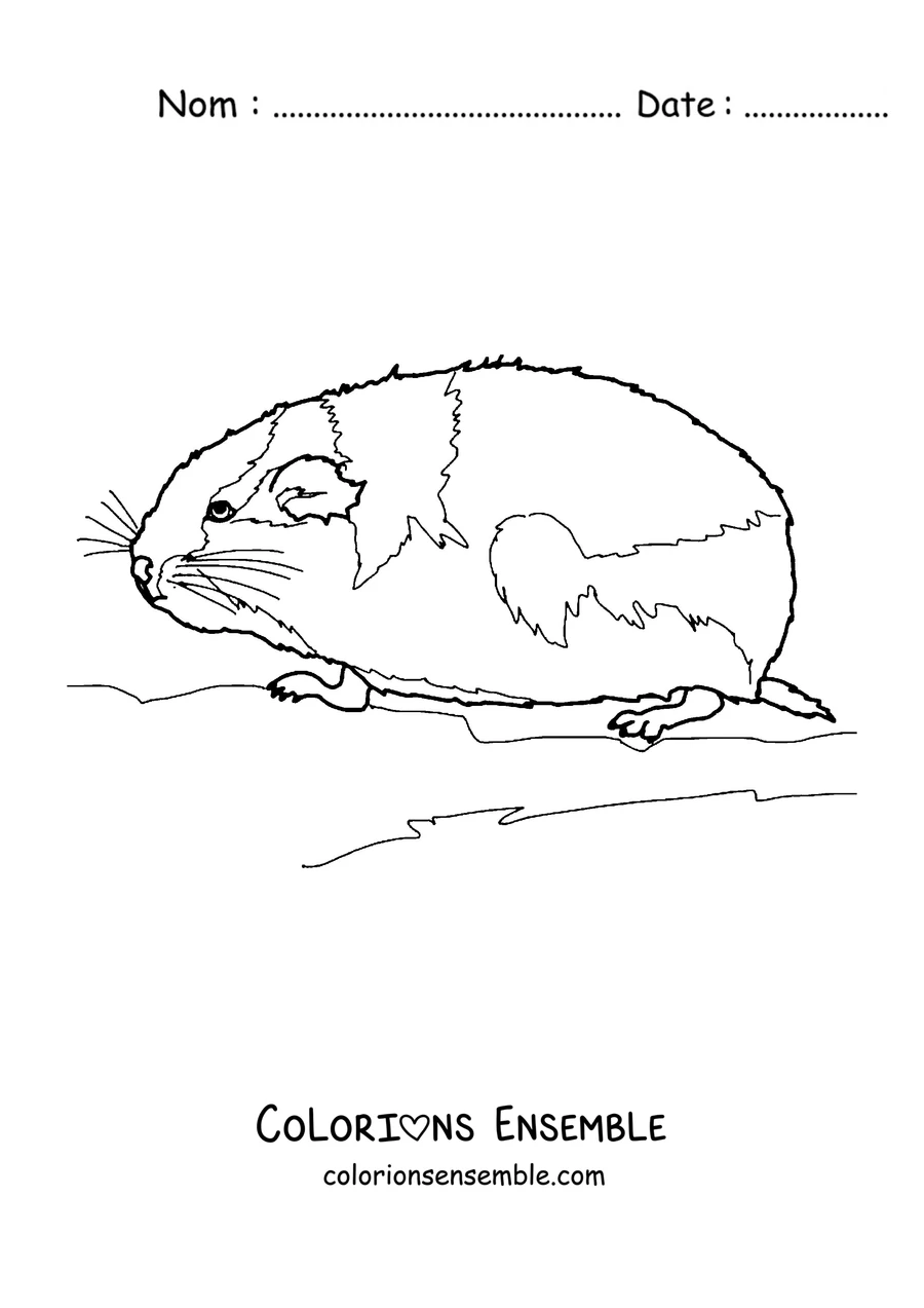 Coloriage d'un lemming au repos de profil
