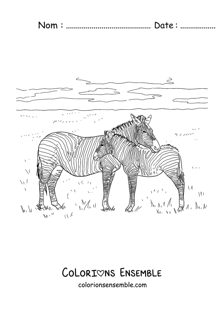 Coloriage d'une maman zèbre avec son petit