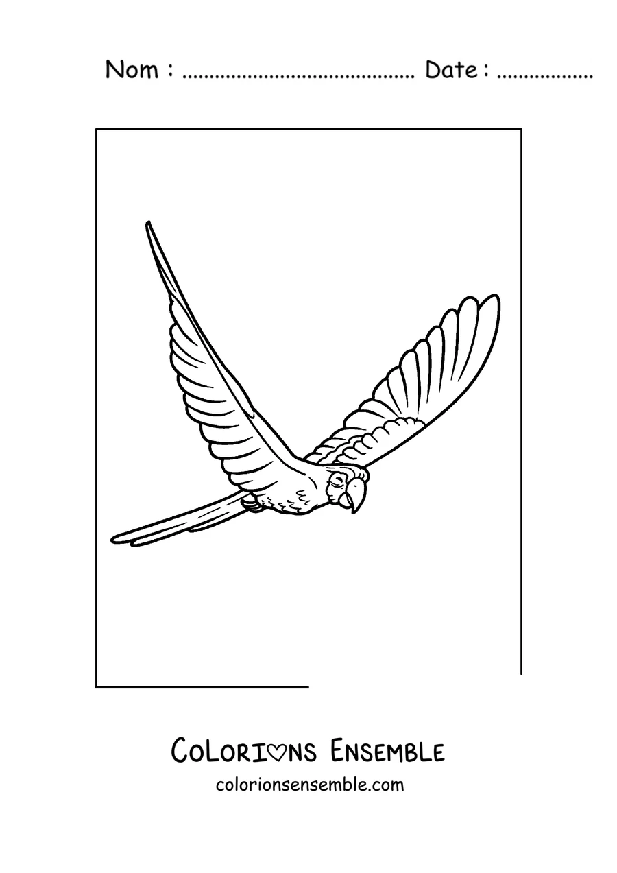 Coloriage d'un ara hyacinthe volant les ailes déployées