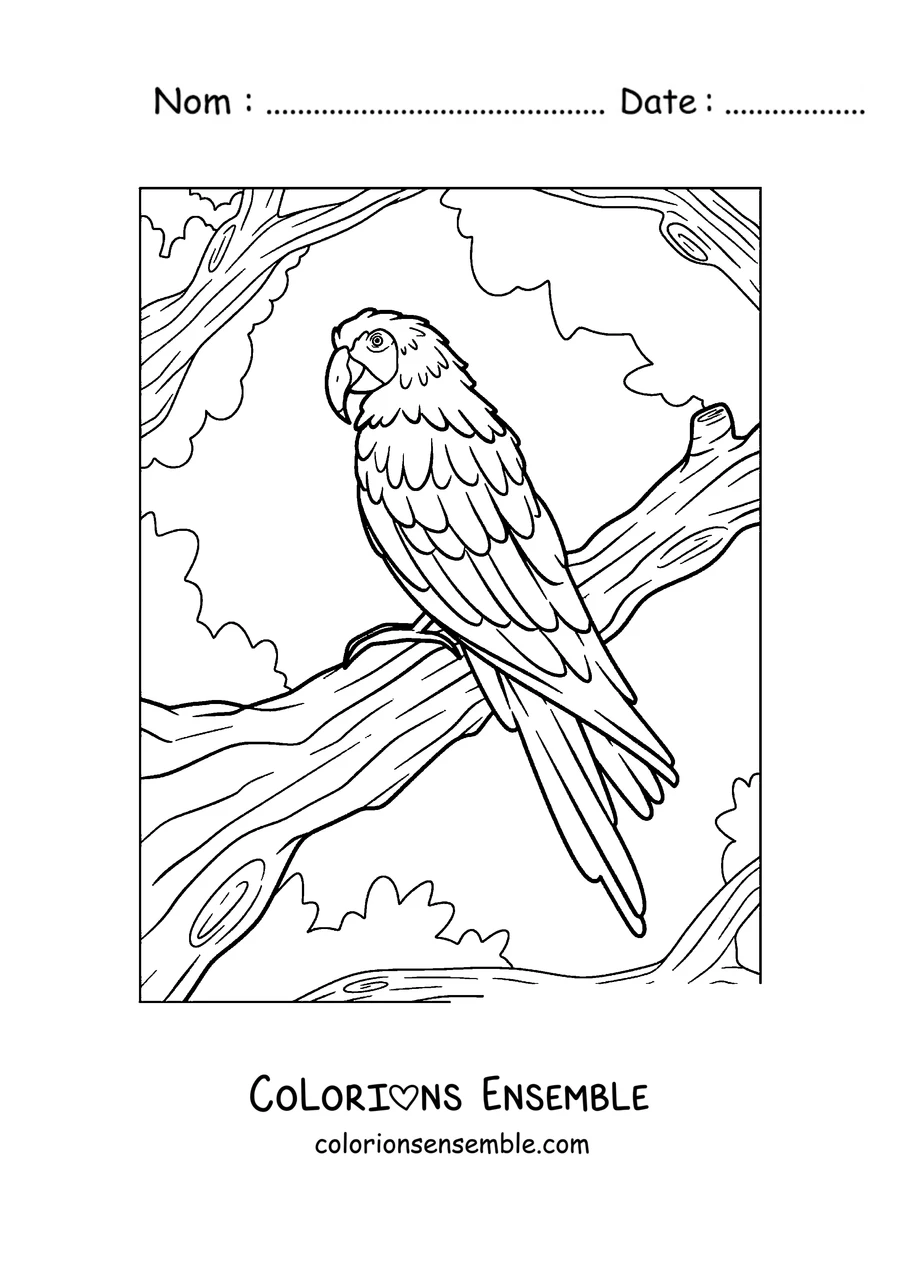 Coloriage d'un ara perché sur une branche