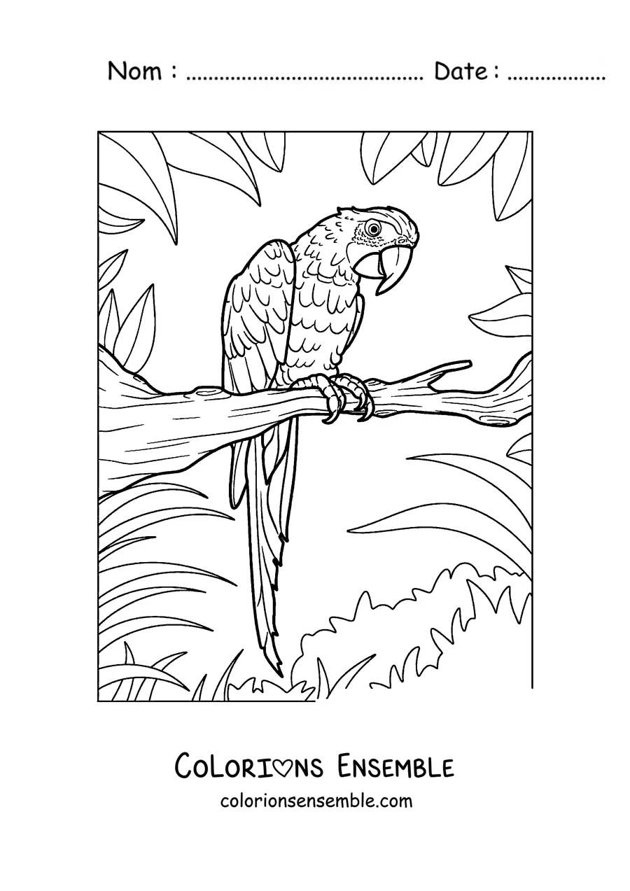Coloriage d'un perroquet détaillé perché sur une branche feuillue