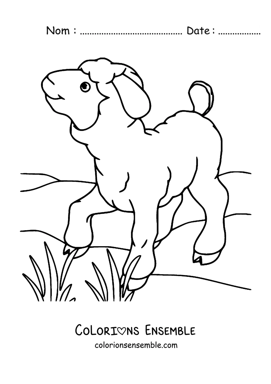 Coloriage de petit agneau dans l'herbe au soleil