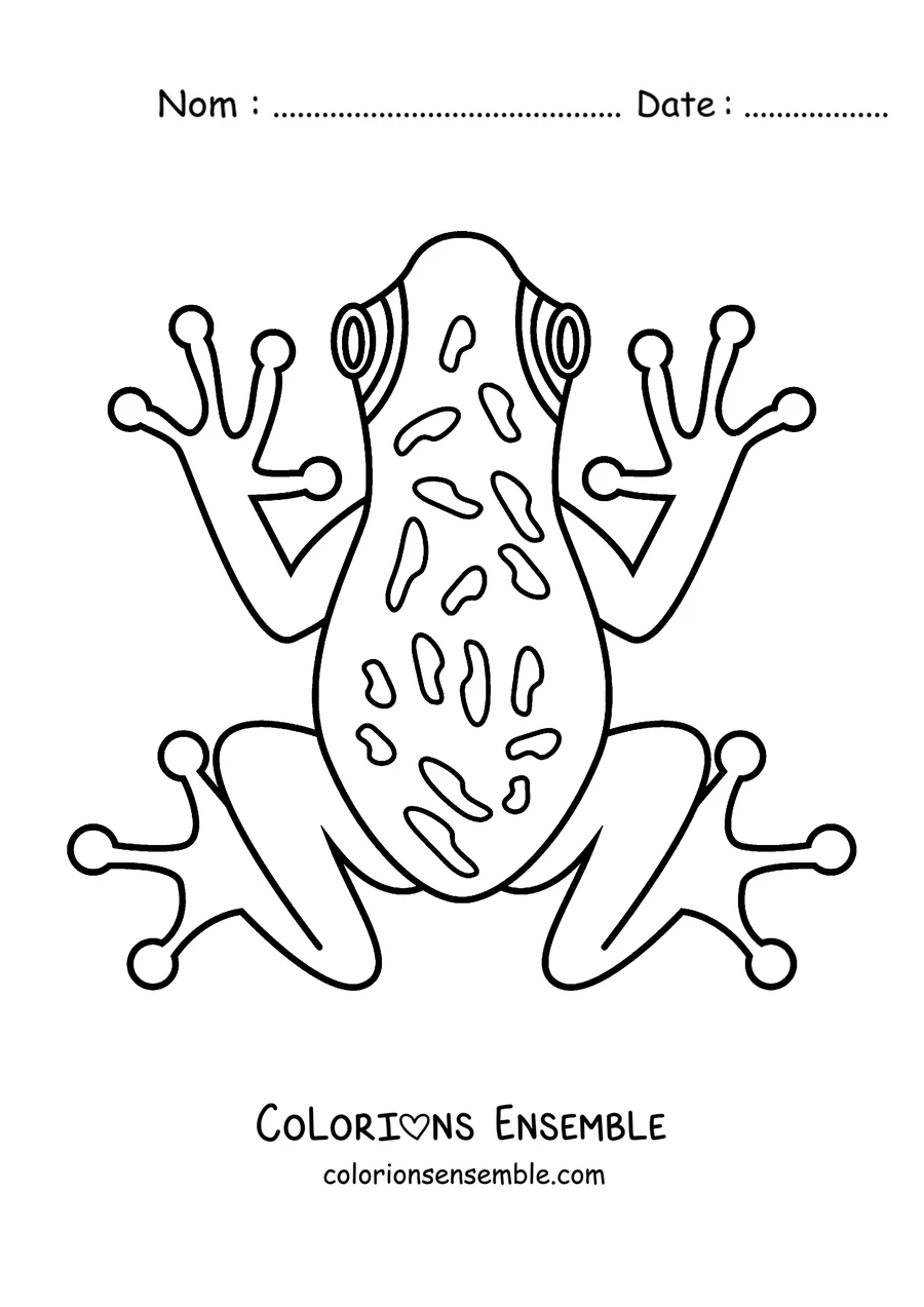Coloriage d'une rainette vue de dessus