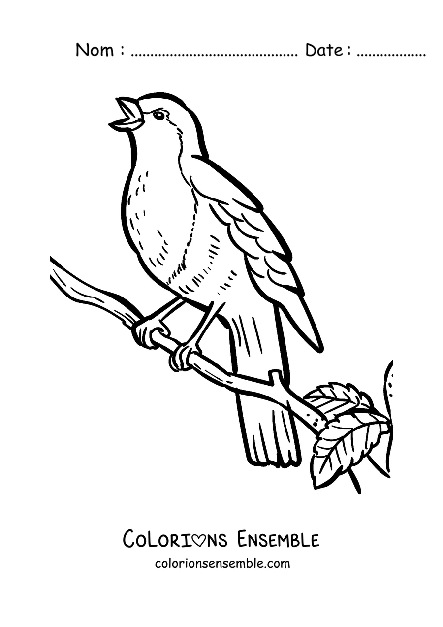 Coloriage d'un rouge-gorge sur une branche avec une feuille