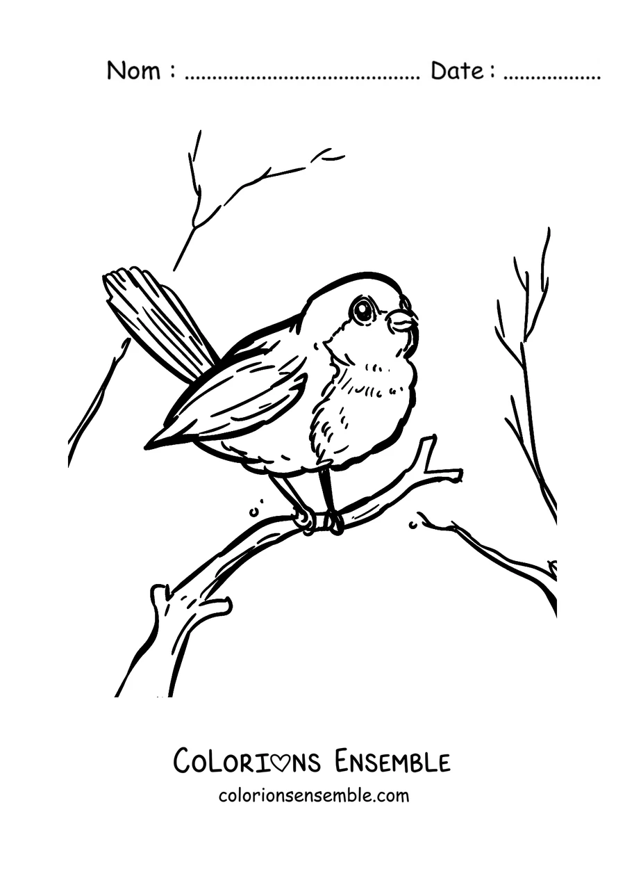 Coloriage d'un rouge-gorge parmi les branches nues en hiver