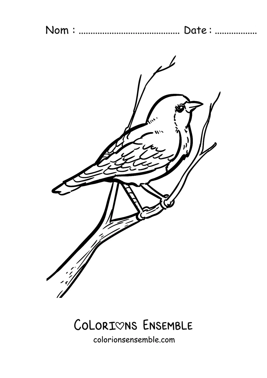 Coloriage d'un rouge-gorge de profil sur une branche