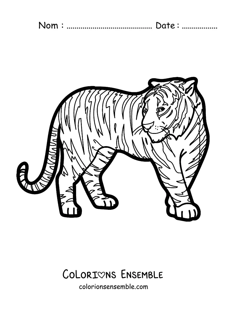 Coloriage d'un tigre adulte debout de profil