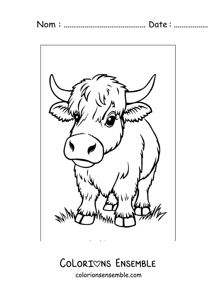 Coloriage de vache highland à poils longs avec de longues cornes