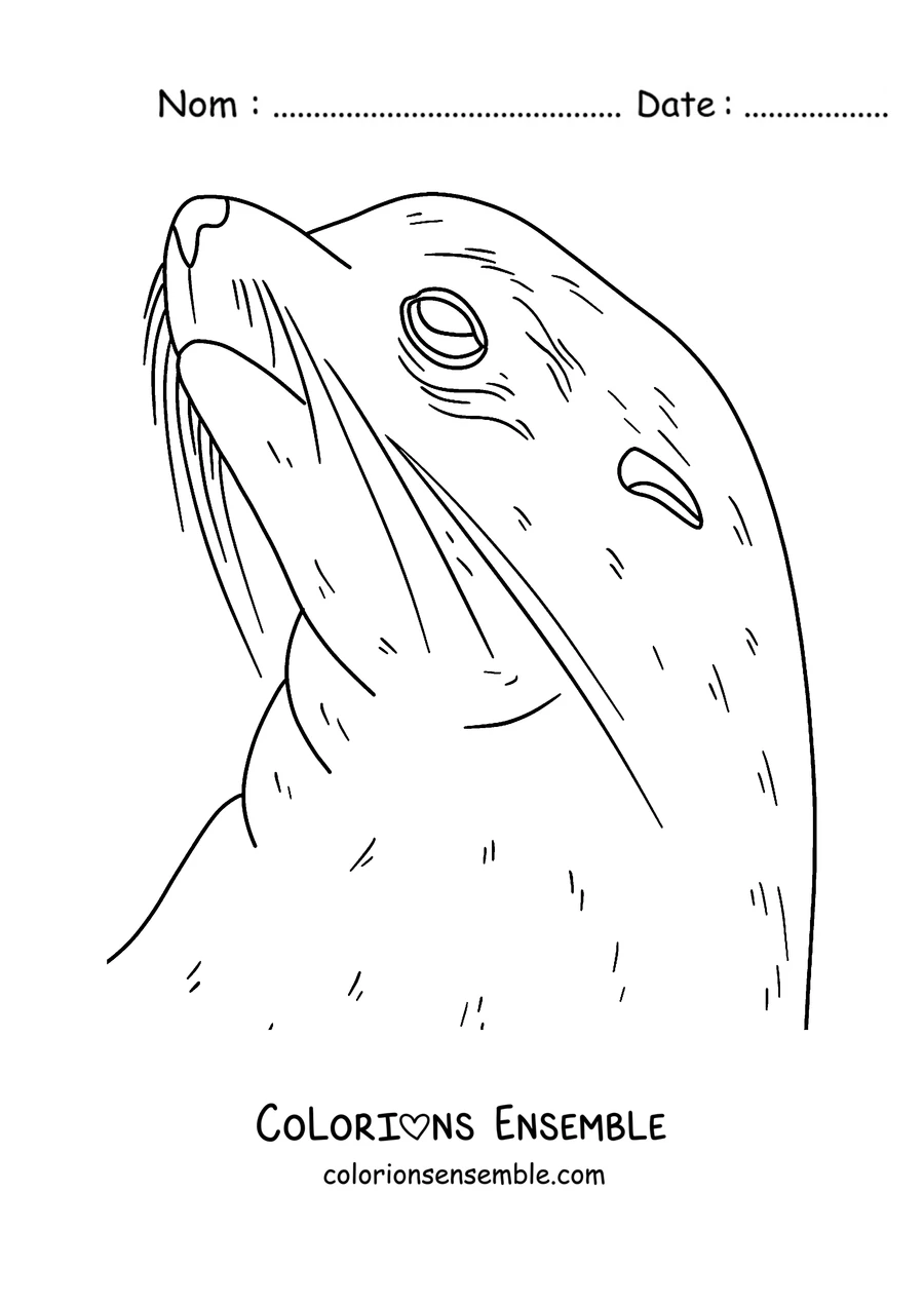 Coloriage du visage d’un phoque avec ses moustaches