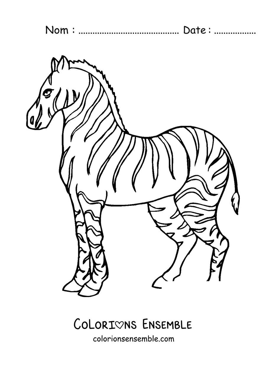 Coloriage d'un zèbre debout de profil