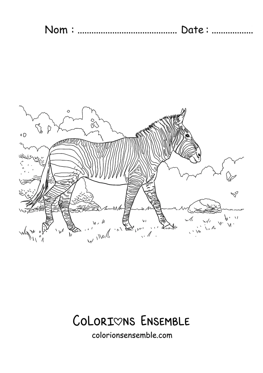 Coloriage d'un zèbre qui se promène dans la savane