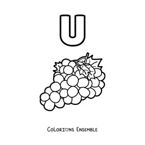 Image a colorier de la lettre U comme raisins