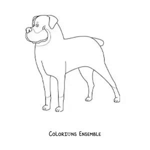 Image à colorier d’un rottweiler