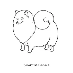 Image à colorier d’un spitz nain