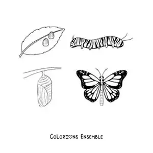 Image à colorier du cycle de vie du papillon