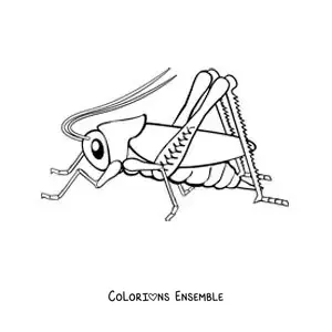 Image à colorier d’un grand grillon