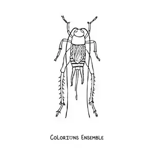 Image à colorier d’un grillon
