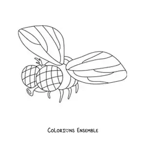 Image à colorier d’une mouche domestique en plein vol