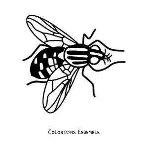 Image à colorier d’une grande mouche