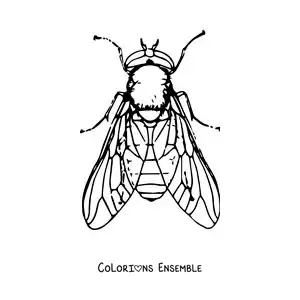 Image à colorier d’une grande mouche domestique réaliste