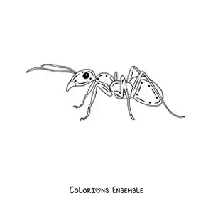 Image à colorier d’une fourmi réaliste