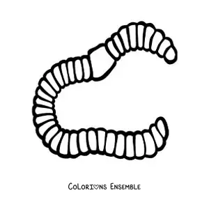 Image à colorier d’un annélide réaliste