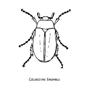 Image à colorier d’un grand hanneton réaliste