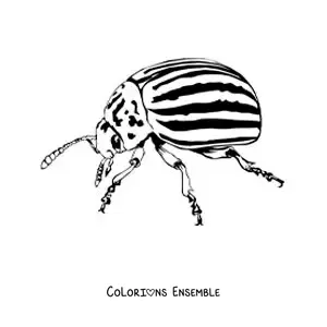 Image à colorier d’un doryphore réaliste