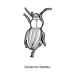 Image à colorier d’un scarabée qui marche