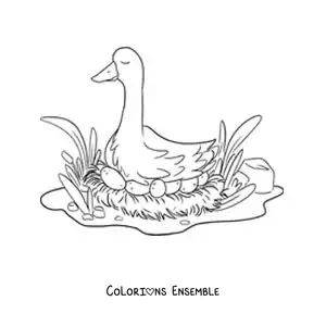 Image à colorier de la maman du Vilain Petit Canard qui couve ses œufs