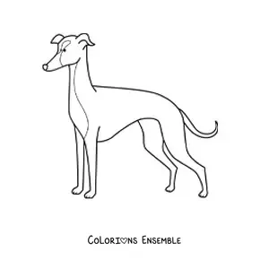 Image à colorier d’un lévrier italien