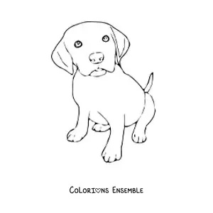 Image à colorier d’un chiot labrador