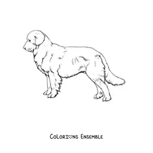 Image à colorier réaliste d’un golden retriever