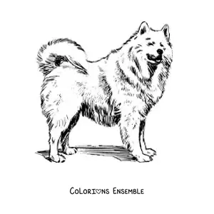 Image à colorier réaliste d’un samoyède