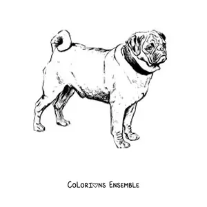 Image à colorier réaliste d’un carlin