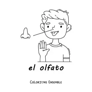 Image à colorier du sens de l'odorat dans le corps humain, pour les enfants
