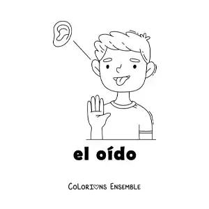 Image à colorier du sens de l'ouïe dans le corps humain, pour les enfants