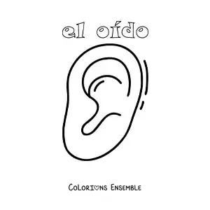 Image à colorier de l'oreille, qui fait partie du sens de l'ouïe, pour les enfants