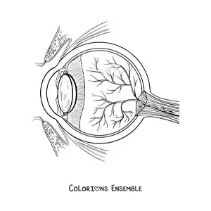 Image à colorier des différentes parties de l’œil humain