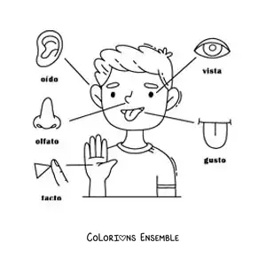 Image à colorier des 5 sens dans le corps humain pour enfants