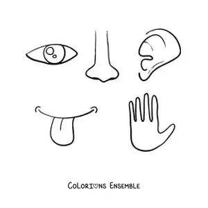 Image à colorier des parties du corps liées aux 5 sens
