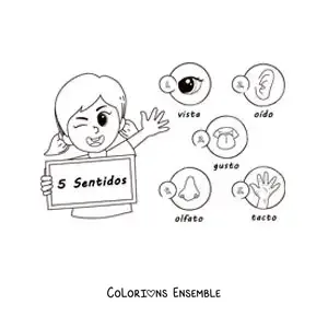 Image à colorier d’une fille en dessin animé avec les cinq sens et leurs noms