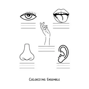 Image à colorier d’une activité éducative sur les cinq sens