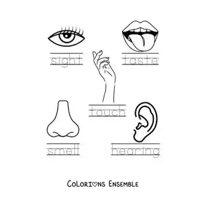 Image à colorier d’une activité éducative sur les cinq sens en anglais