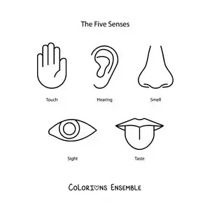 Image à colorier des cinq sens en anglais pour enfants