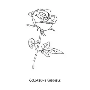 Image à colorier d’une rose avec des feuilles