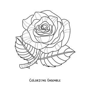Image à colorier d’une grande rose avec des feuilles et des épines
