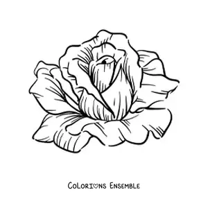 Image à colorier d’une grande rose réaliste