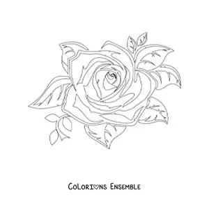 Image à colorier d’une grande rose réaliste avec des feuilles